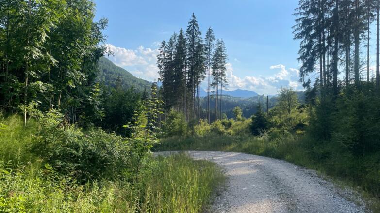 L3 Rinnerberger Trail