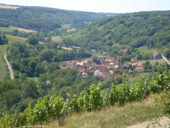 Tauberzell - Weinberg