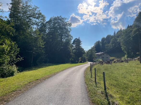 L3 Rinnerberger Trail