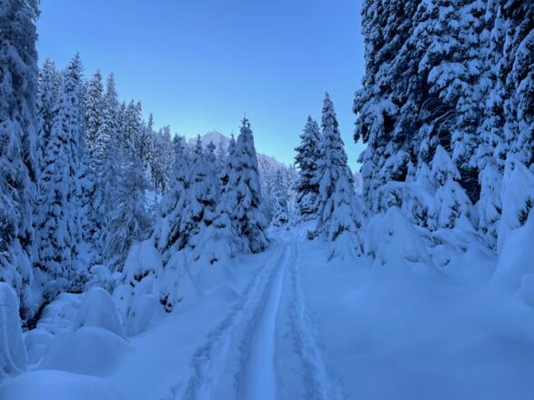 In angenehmer Steilheit und knapp 100 HM unterhalb der Götzner Alm führt der Anstieg entlang freier Hänge und lichten Wald.