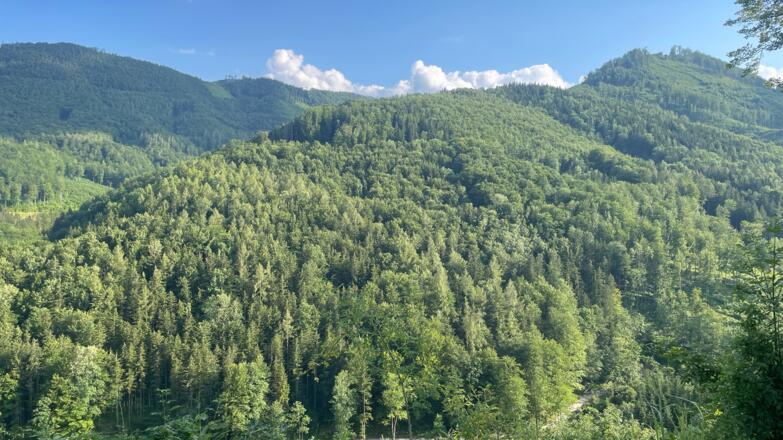 L3 Rinnerberger Trail