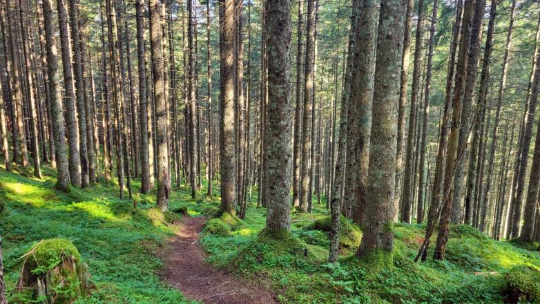 Kurzes Teilstück durch den Wald (Trail- bzw. Schiebestrecke)