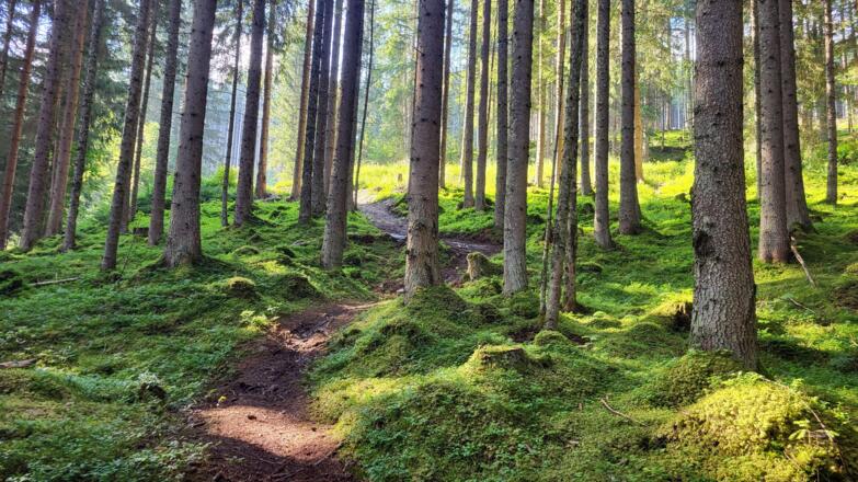 Kurzes Teilstück durch den Wald (Trail- bzw. Schiebestrecke)