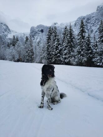 Hunde erlaubt (es gibt keinen umzäunten Garten)
