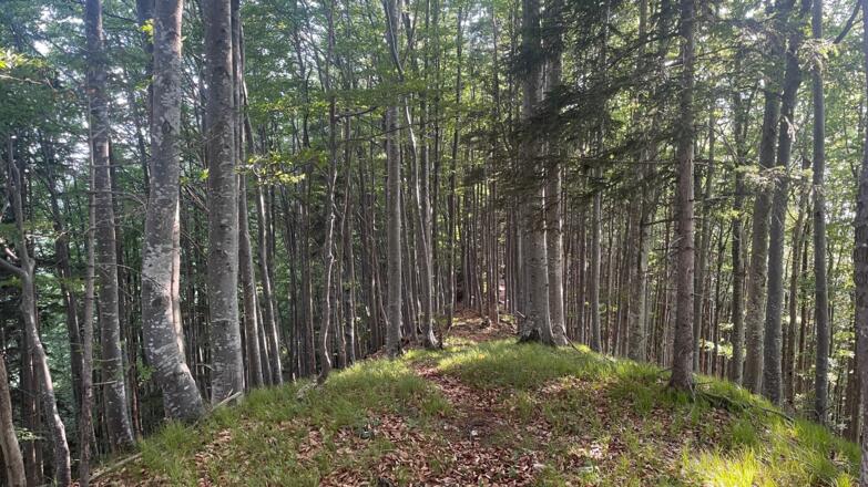 L3 Rinnerberger Trail