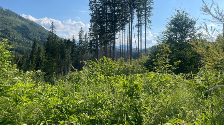 L3 Rinnerberger Trail