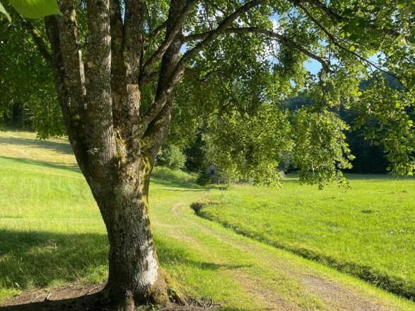 L3 Rinnerberger Trail