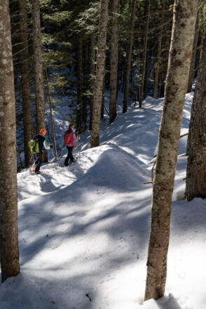 Der Aufstieg zur Hemmersuppenalm von Seegatterl führt durch den Wald.