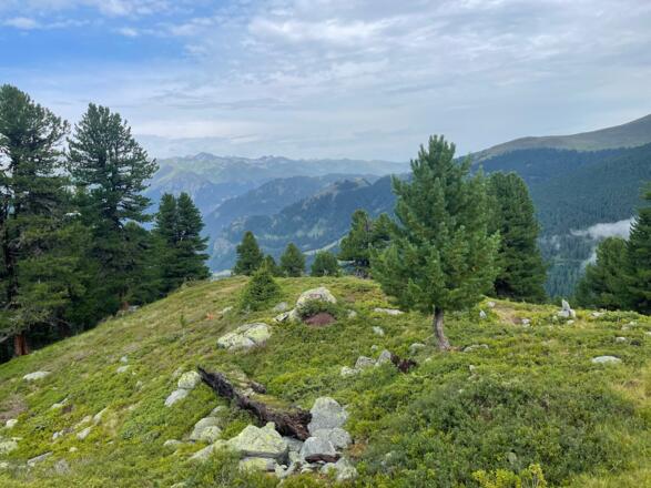Am Berglboden ober dem Grünpleiswald