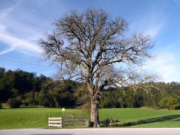 Hier zweigt der Weg auf den Adneter Riedel nach rechts ab.