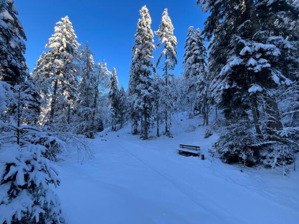 Winterwanderweg mit Ruhebank