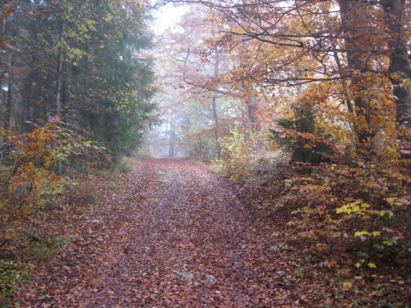 Im Zöschinger Forst
