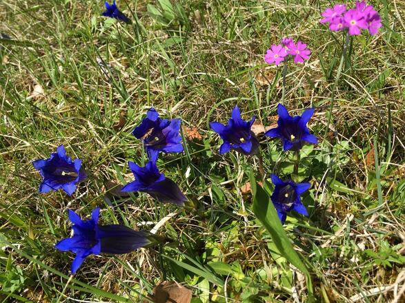 Enzianblüte an den Südhängen