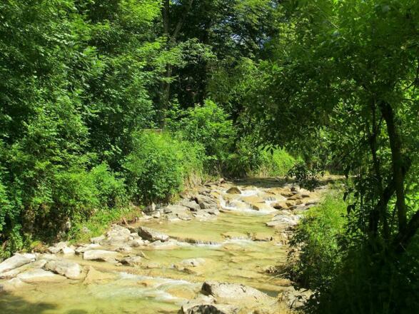 Unsere Laine  hinterm Haus