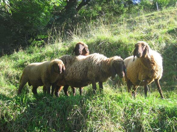 Braune Bergschafe