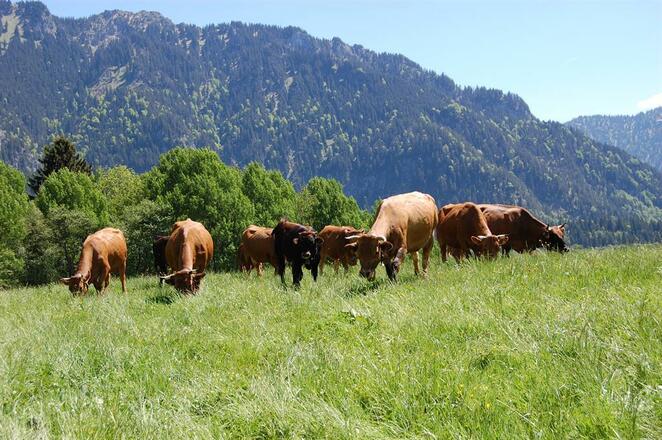Murnau Werdenfelser auf der Weide