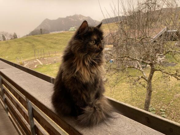 Katze