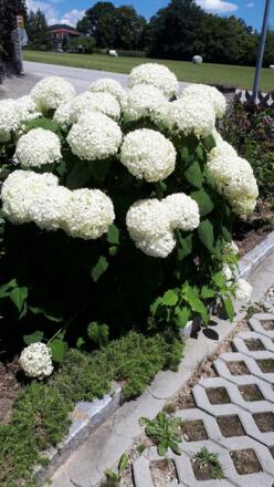 Annabell Hortensie