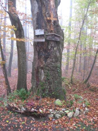 Naturdenkmal Kreuzbuche