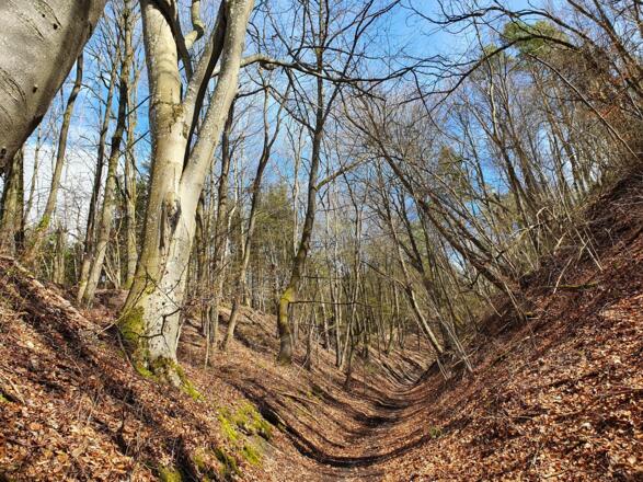 Hohlweg Richtung Zell