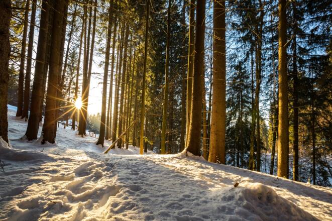 Winterlicher Wald oberhalb von Burgberg.