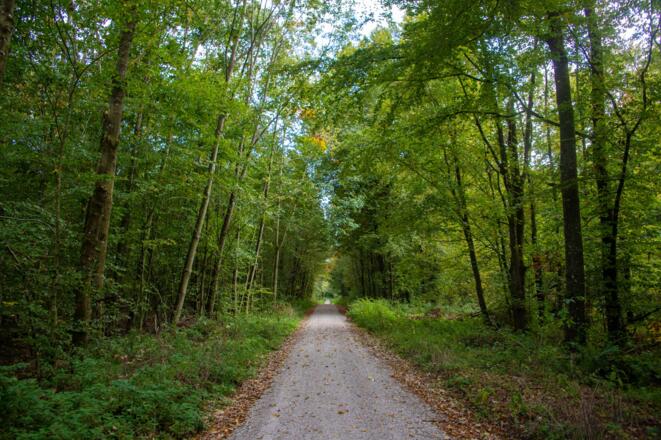 Die Wege durch den Wald sind gut ausgebaut.