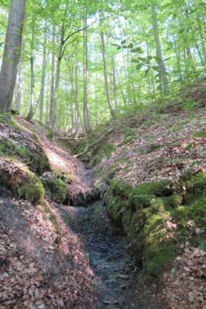 Bachzulauf am Schlangenweg