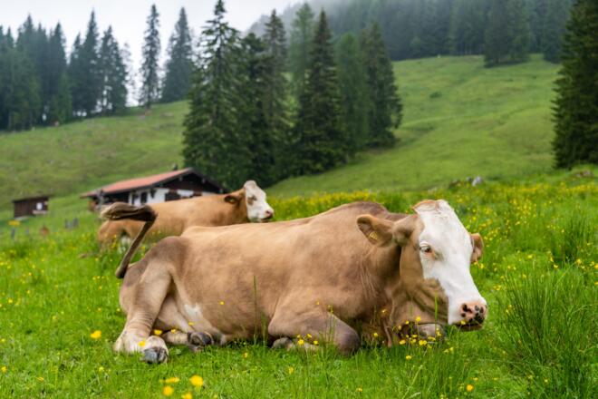 Eine Kuh vor dem Perlerkaser