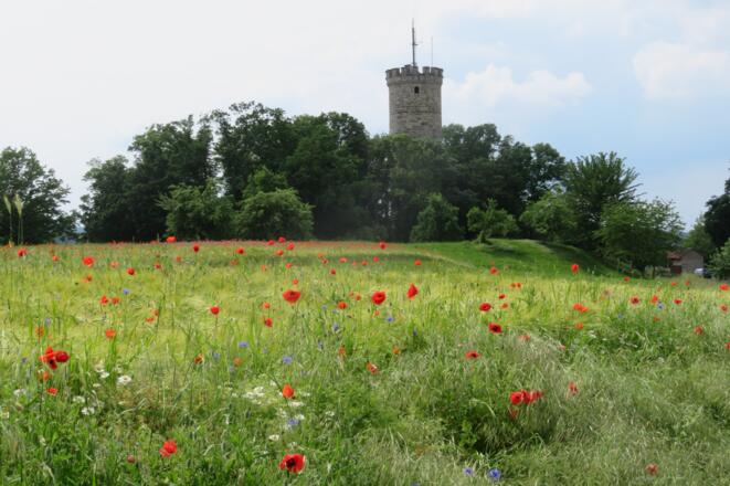 Weg zur Wallburg