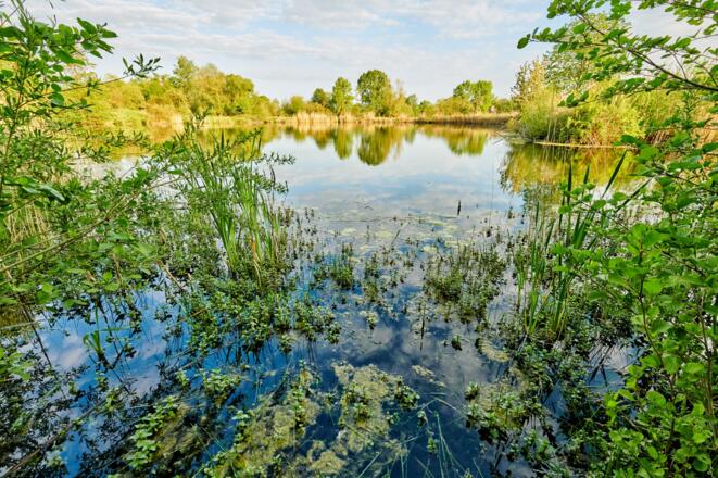Hochreinsee am LIFE Erlebnsipfad Mainaue