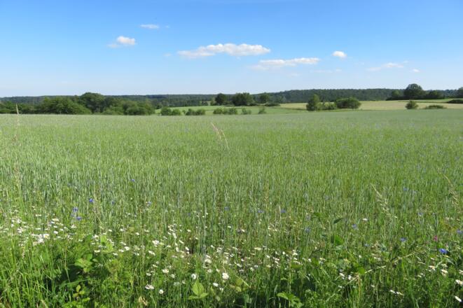 Weg Neuschleichach Rennerkreuz