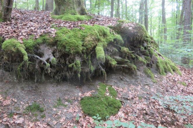 Wurzelwerk am Schlangenweg