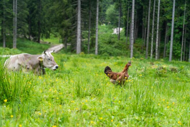 Kuh und Huhn auf der unteren Ahornalm