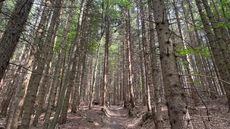 Glasenberg Trail - Maria Neustift