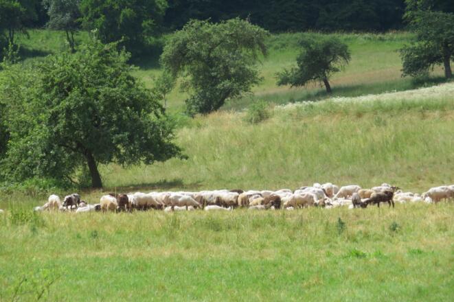 Schafweide im Aurachtal