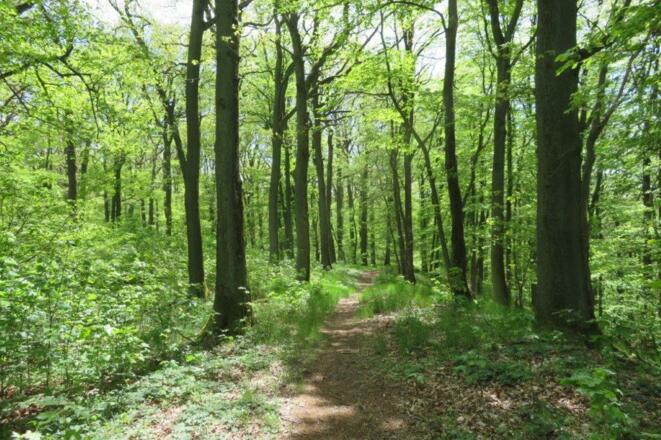 Pfad zur Schutzhütte Knetzberg