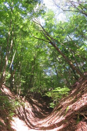 Hohlweg Richtung Zell
