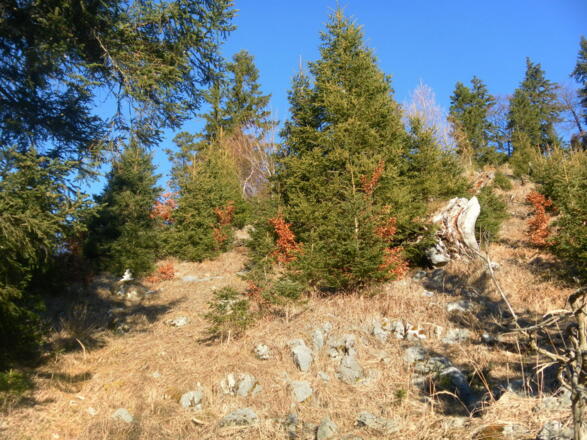 unmarkierter Zustieg zum SW-Rücken des Mühlhörndls