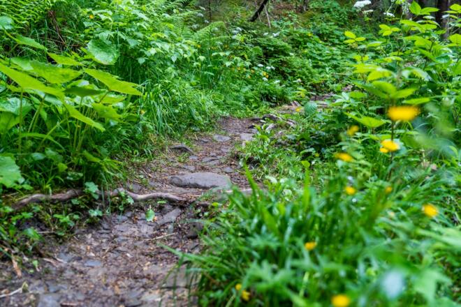 Pfad durch den Wald