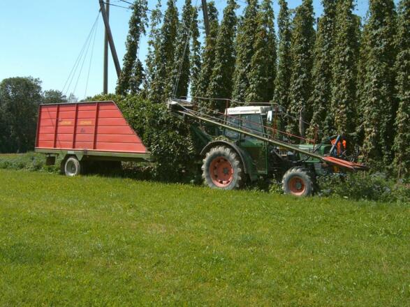 Hopfenernte