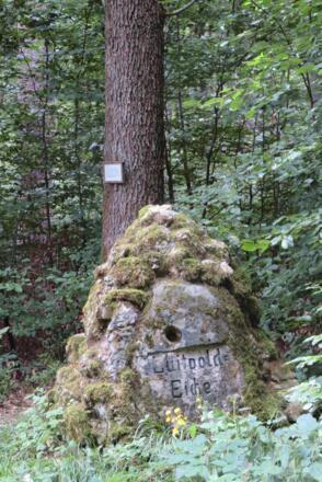 Luitpoldeiche