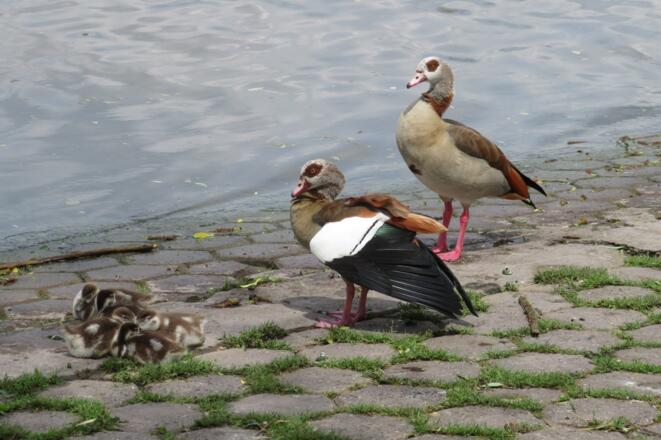 Nilgänse