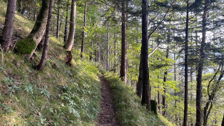 Altpernstein-Trail - Micheldorf