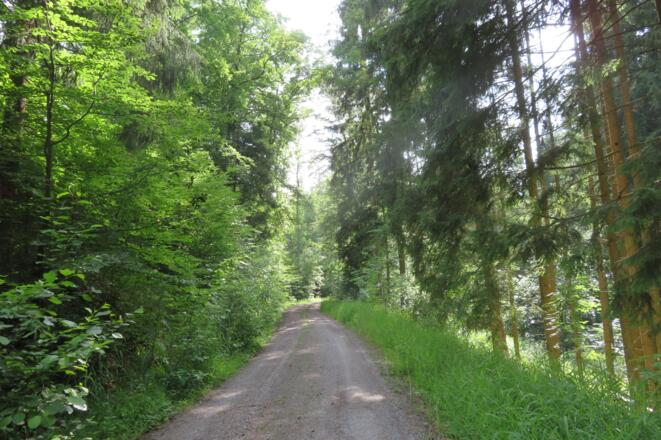 Waldweg bei Prölsdorf