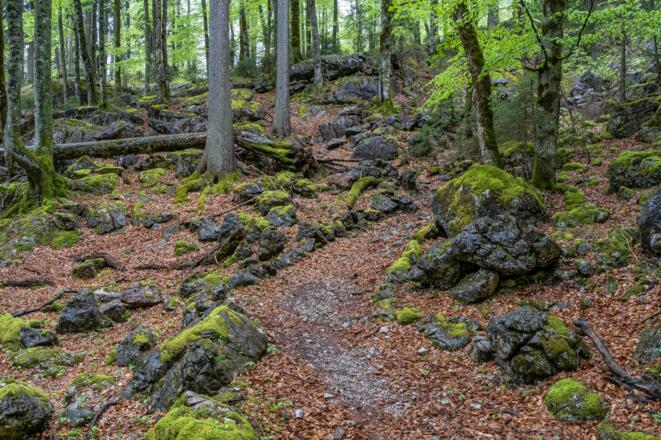 Durch mystischen Bergwald führt der Aufstieg in Richtung Landtal.
