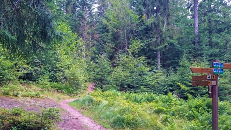 Unterwegs am Rundweg Bussard zum Schwellhäusl - Touren-Tipp im Nationalpark Bayerischer Wald