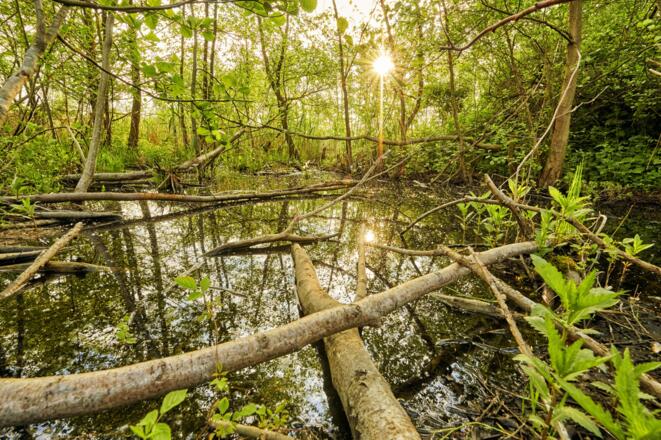 Urwald im Life Natur Erlebnispfad