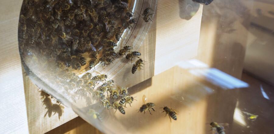 Bayerisches Bienenmuseum in Illertissen