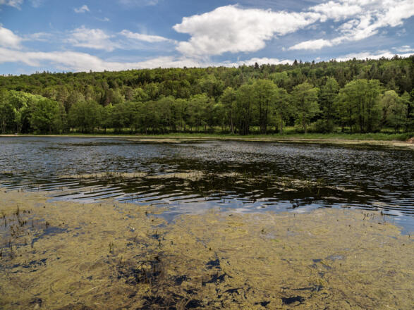 Tretzendorfer Weiher