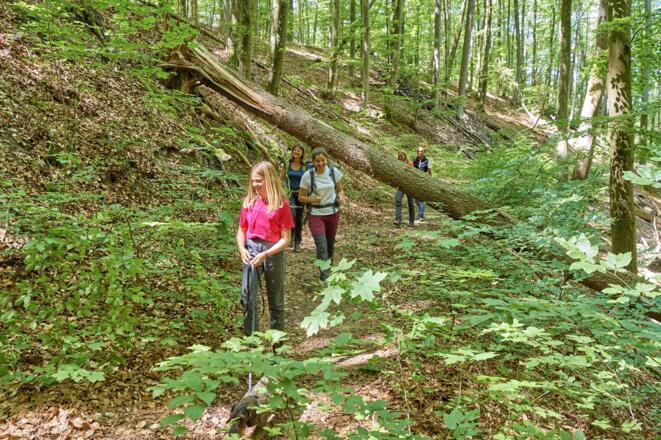Auf dem Schlangenweg durch den Schluchtenwald